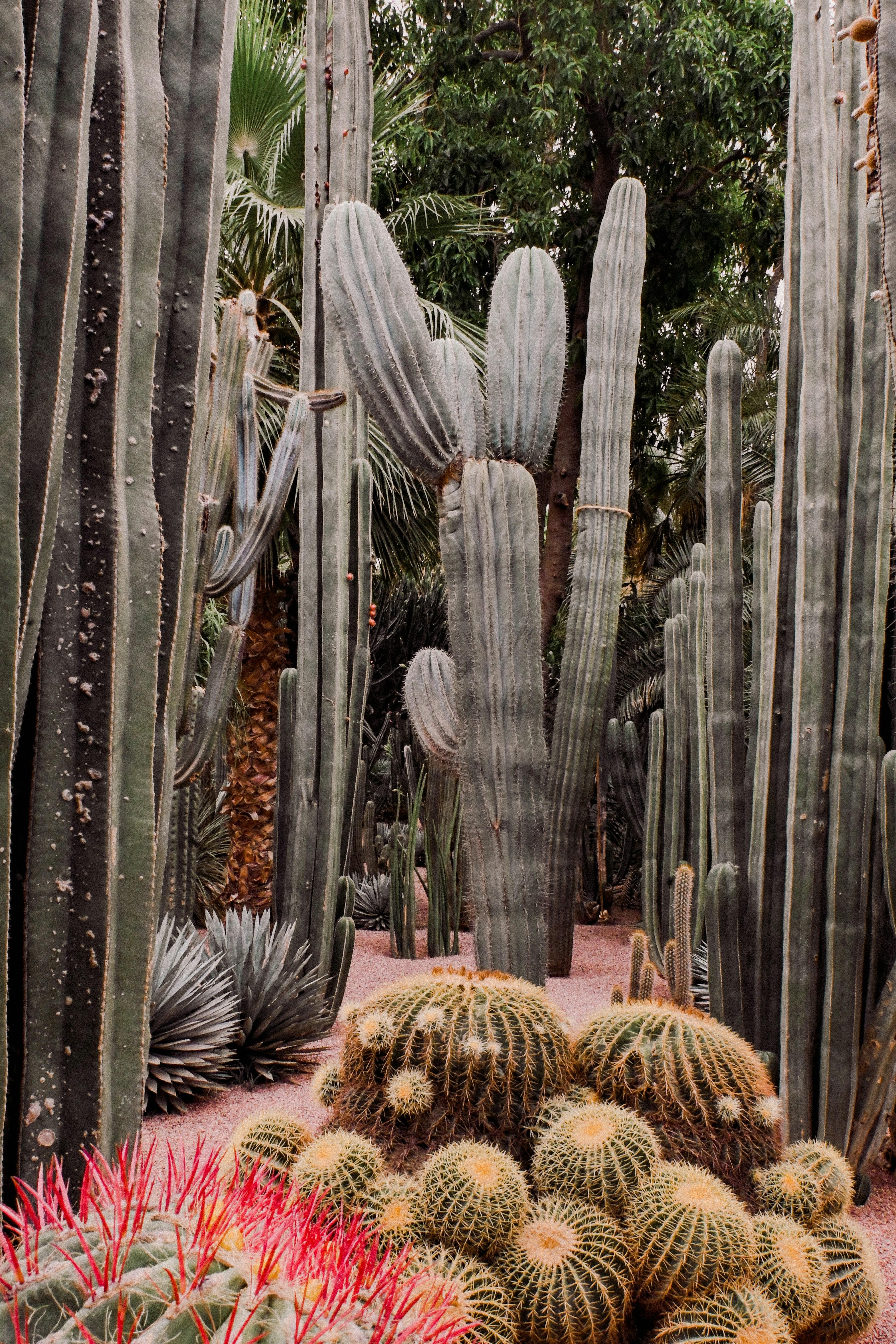 Excursion en calèche et visite du jardin Majorelle